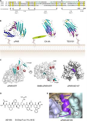 Targeting the Urokinase-Type Plasminogen Activator Receptor (uPAR) in Human Diseases With a View to Non-invasive Imaging and Therapeutic Intervention